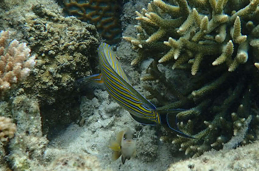 Imagem de Acanthurus lineatus (Linnaeus 1758)