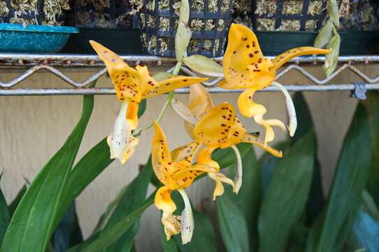 Image of Stanhopea jenischiana F. Kramer ex Rchb. fil.