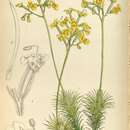 Image of <i>Stylidium mucronifolium</i>