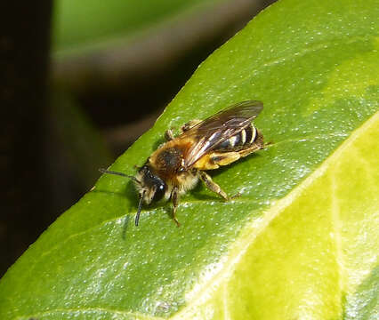 Image of Andrena dorsata (Kirby 1802)