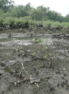 Image of seagrass