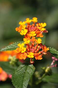 Image of lantana