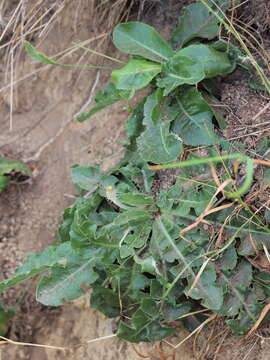 Слика од Taraxacum serotinum (Waldst. & Kit.) Poir.