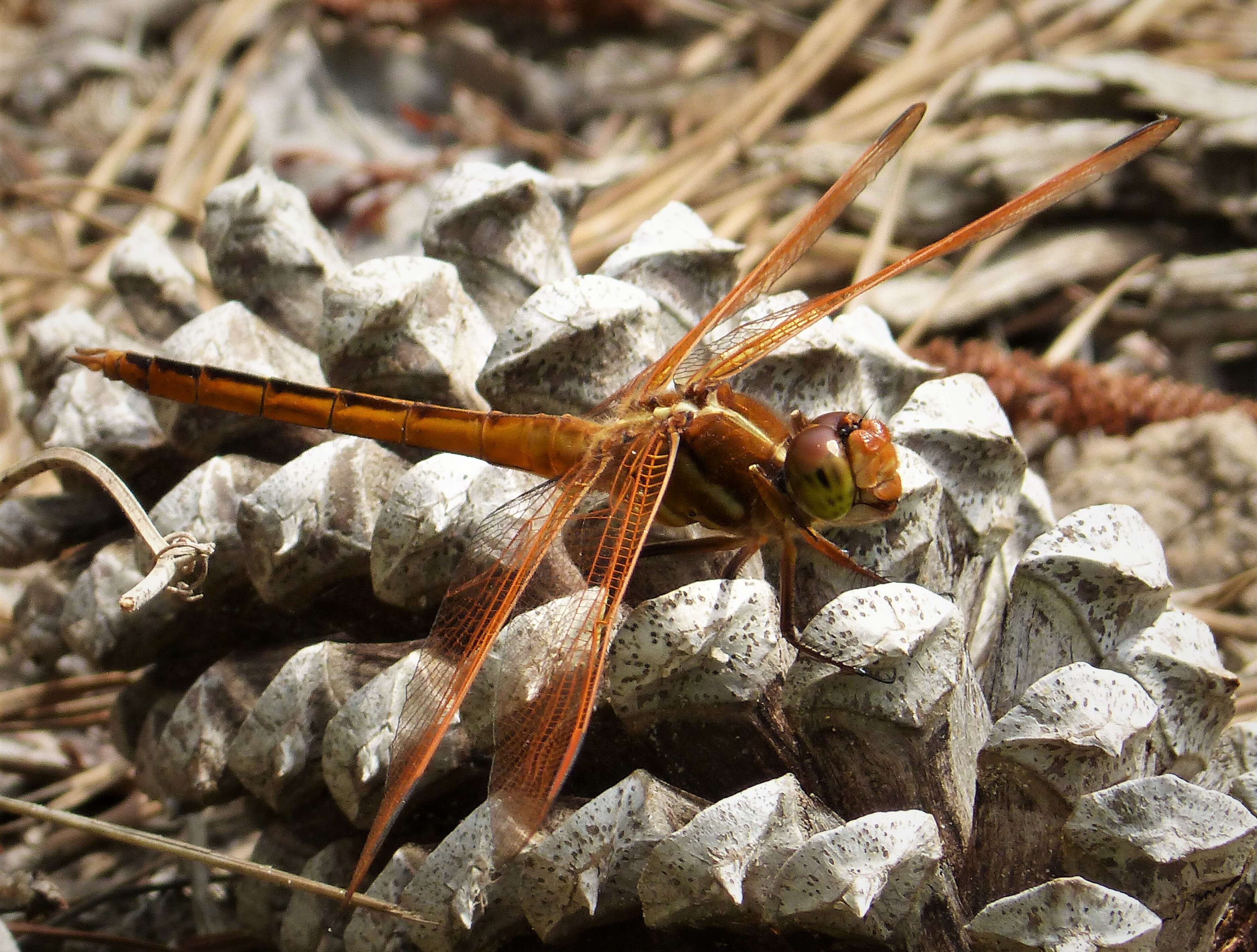 Image of Libellula Linnaeus 1758