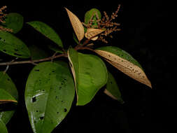 Image of Miconia elata (Sw.) DC.