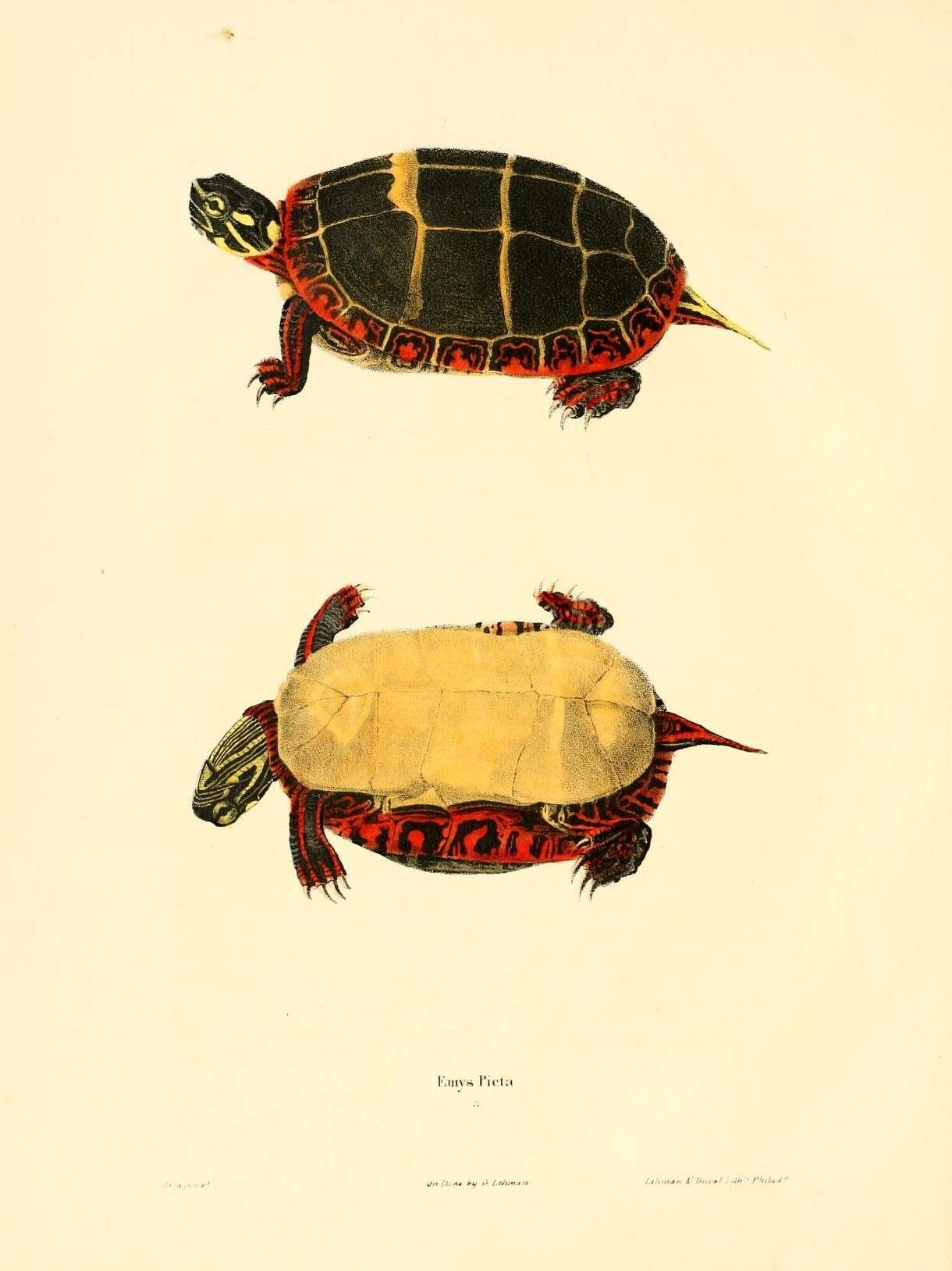 Image of Eastern Painted Turtle