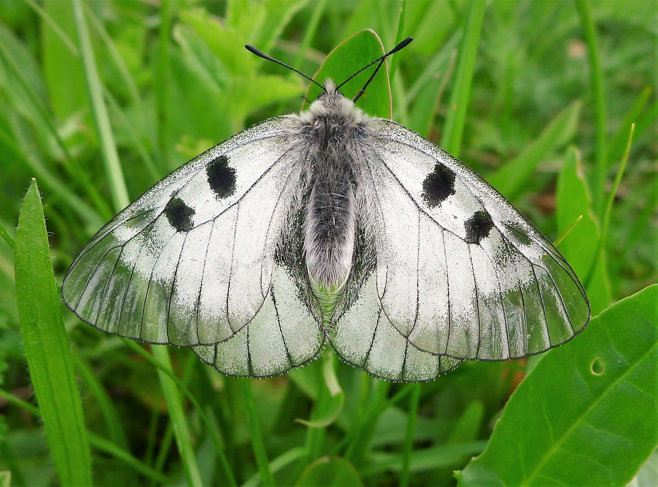 Image of Parnassius