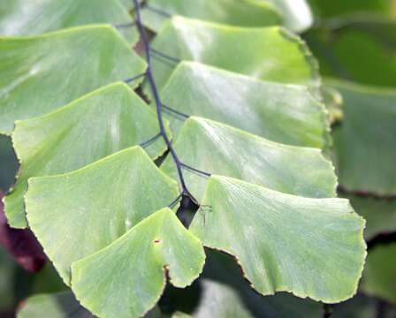 Image of maidenhair fern