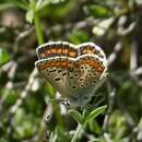 Image of Aricia agestis azerbaidzhana