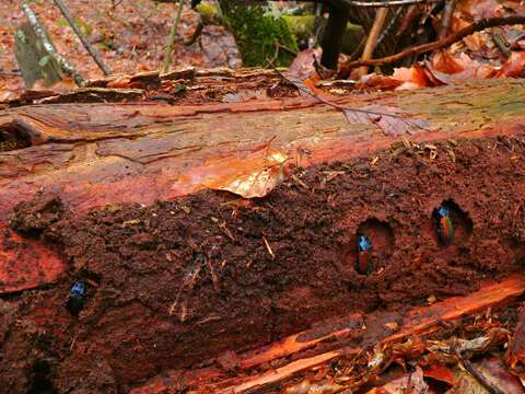 Image of Carabus (Chrysocarabus) hispanus Fabricius 1787