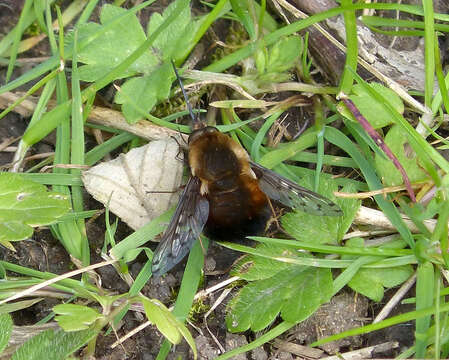 Image de Bombylius discolor Mikan 1796