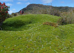 Image of Abrotanella forsteroides (Hook. fil.) Benth.