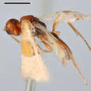 Image of Euphorus rubricollis