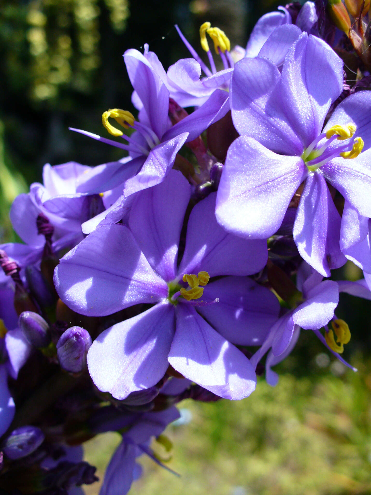 Imagem de Aristea capitata (L.) Ker Gawl.