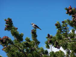 Image of whitebark pine