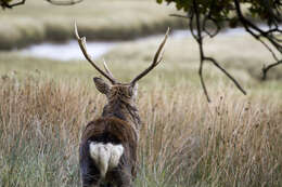 Image of Cervus Linnaeus 1758