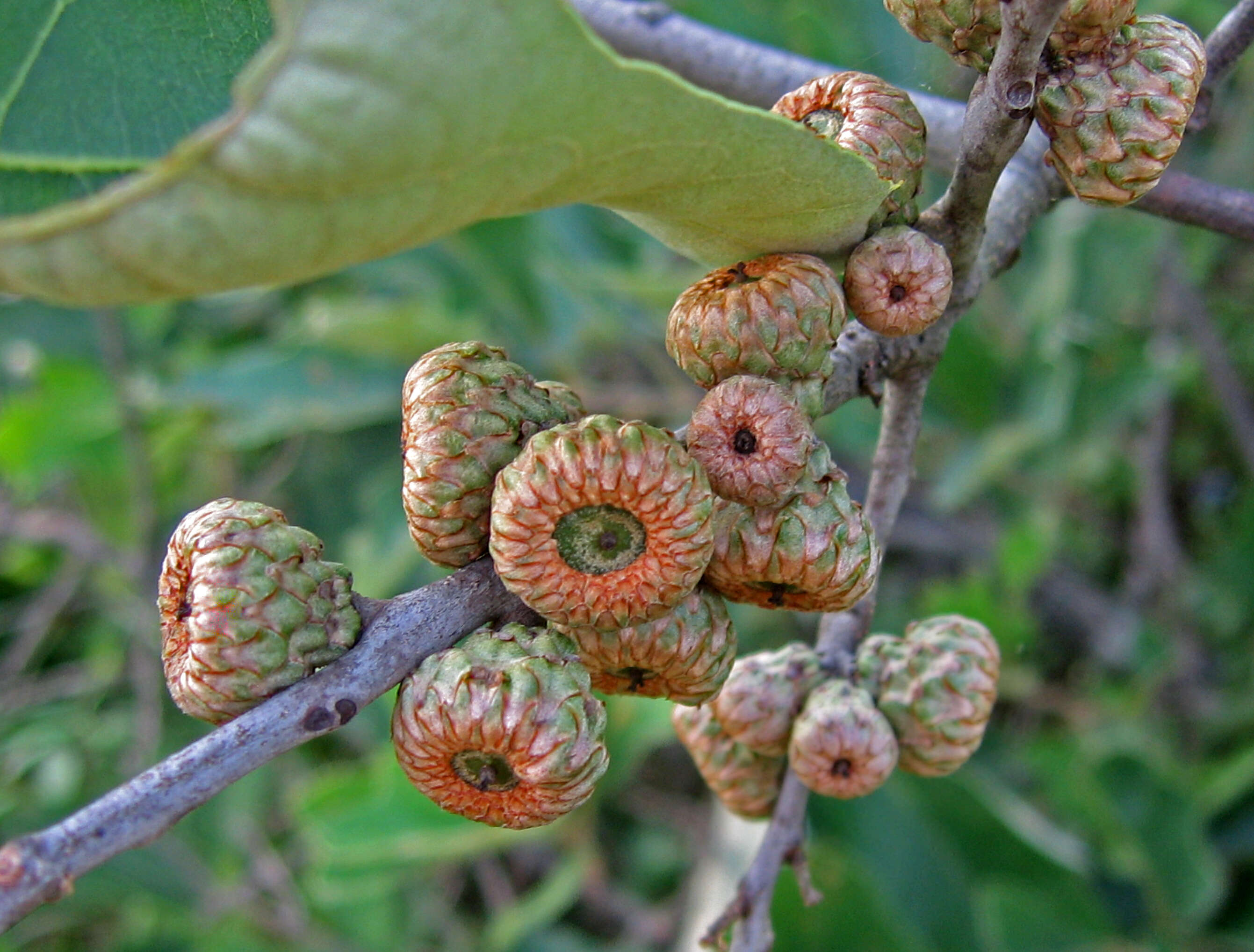 Image of Bear Oak