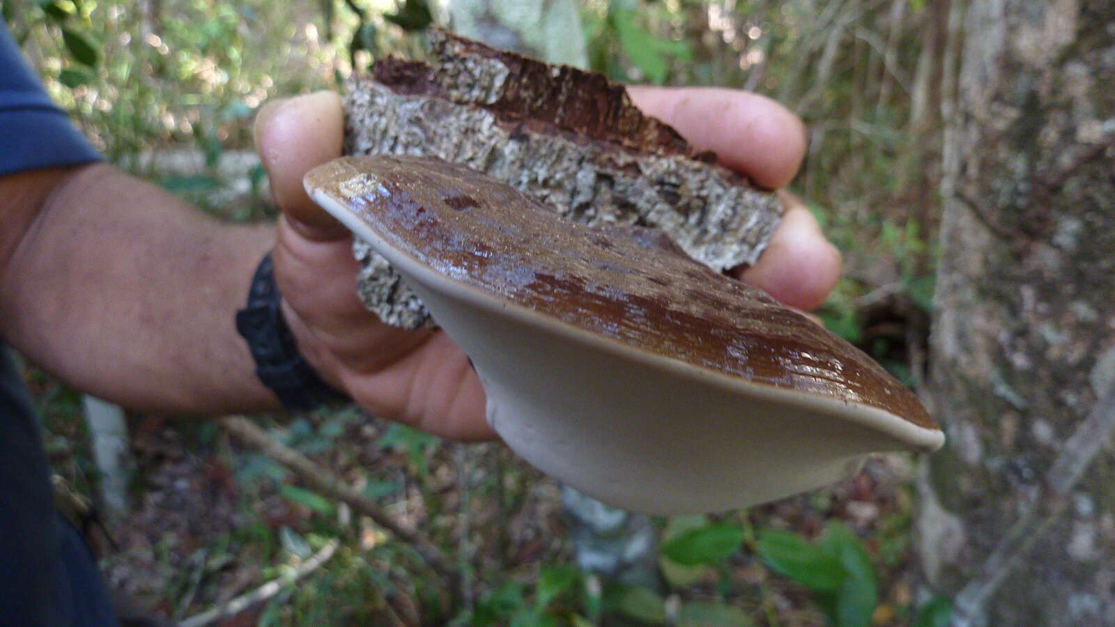 Image of Ganoderma