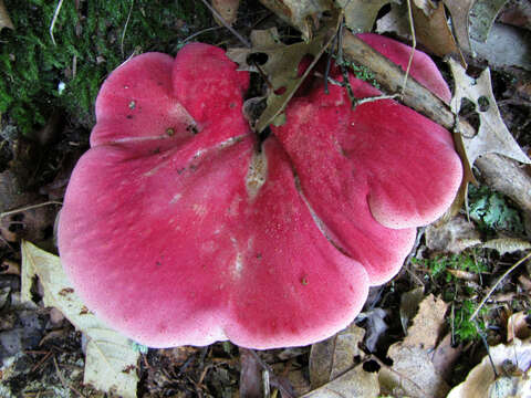 Image of Fistulinaceae