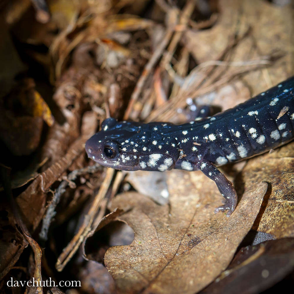 Image of Woodland salamander
