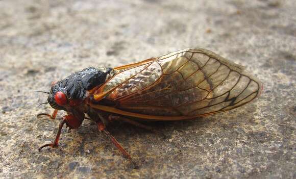 Image of Decim Periodical Cicada