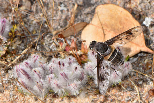 Image of Ptilotus declinatus Nees