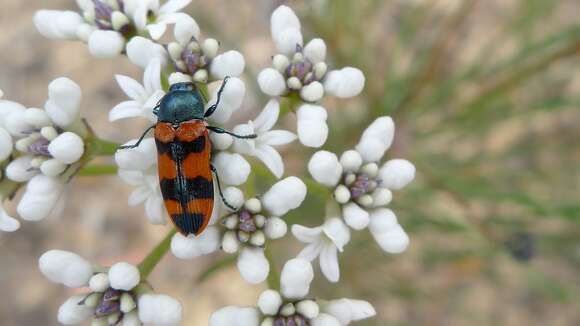 Image of Castiarina crenata (Donovan 1805)