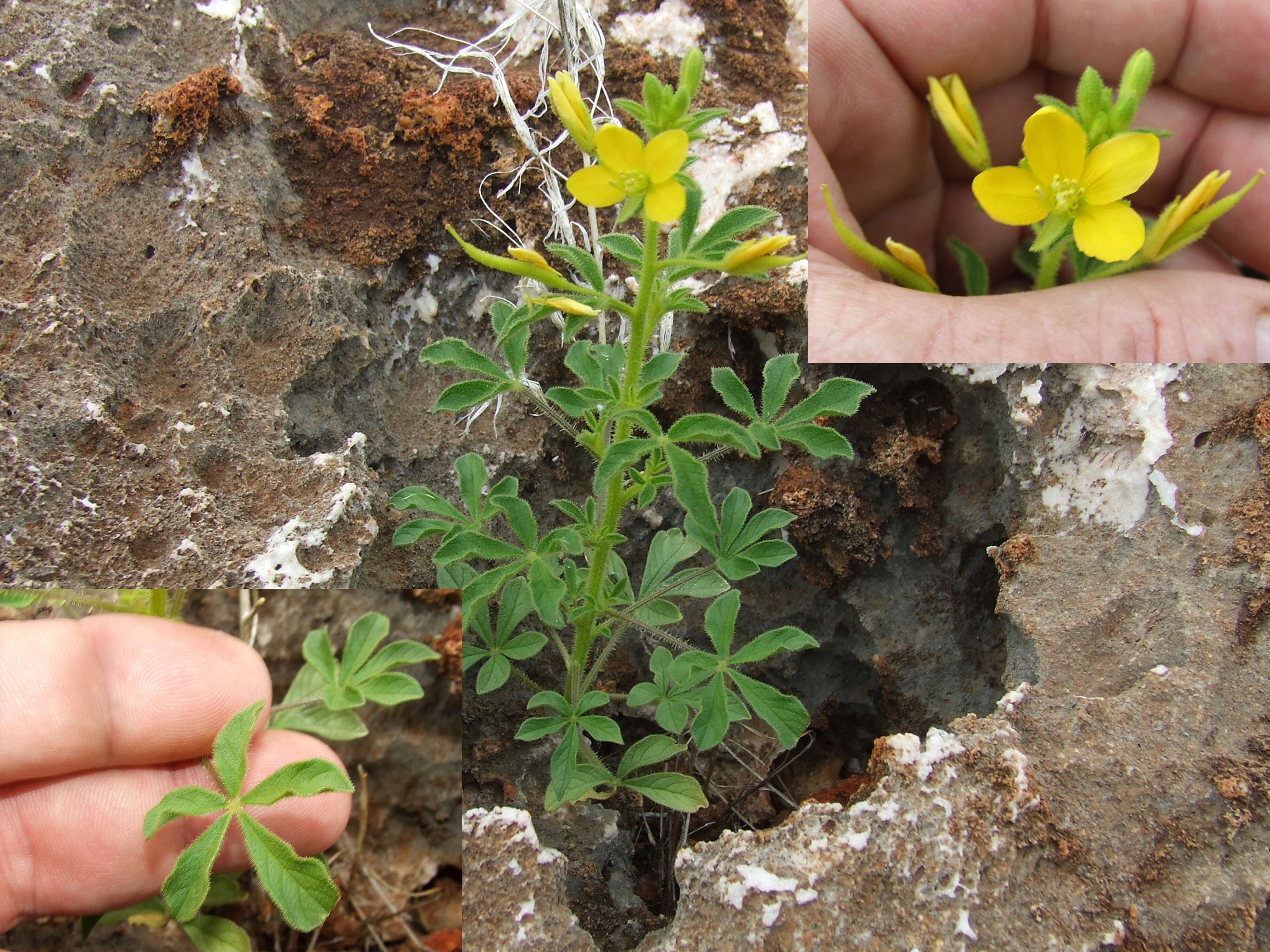 Image of spiderflower