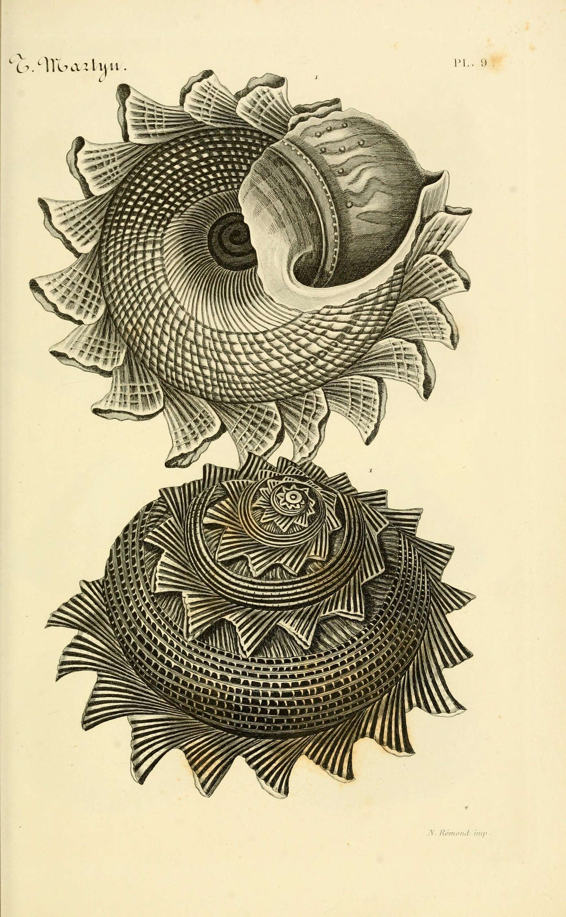 Image de Astraea heliotropium (Martyn 1784)