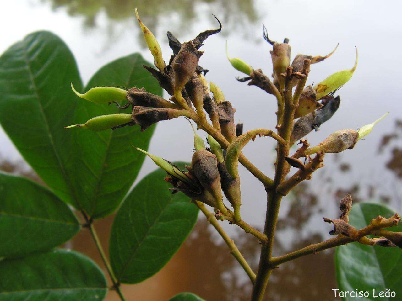 Image of andira