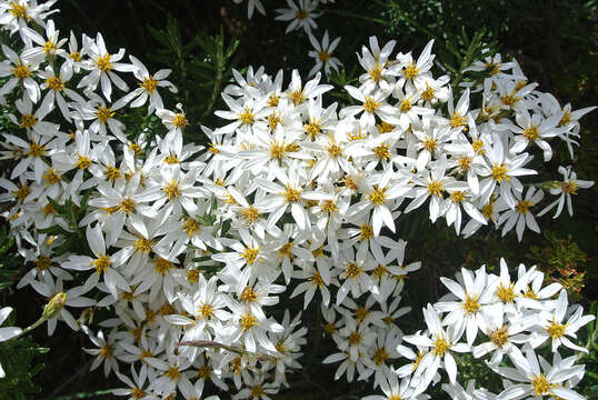 Chiliotrichum diffusum (Forst. fil.) Kuntze resmi