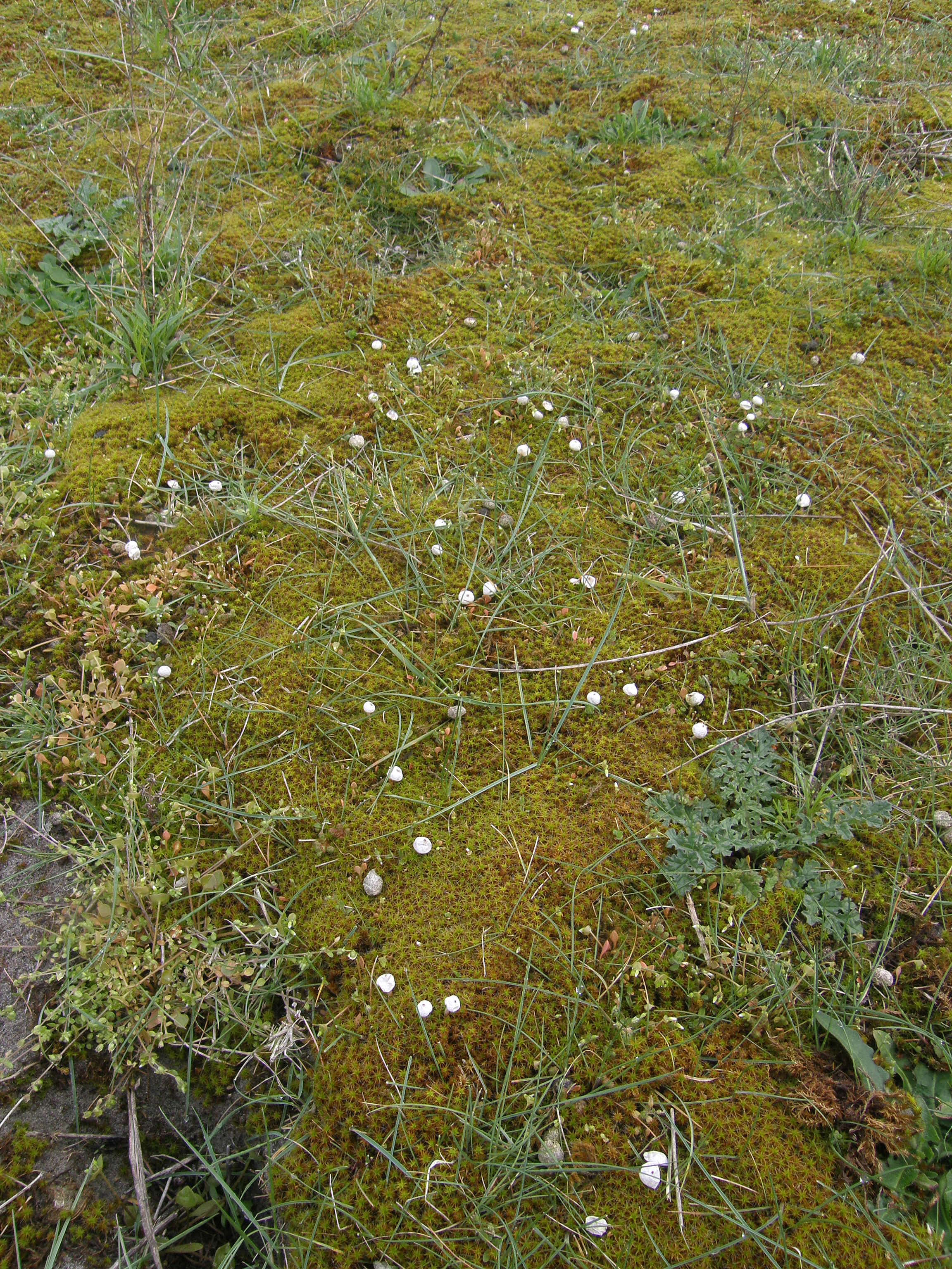 Image of Tulostoma