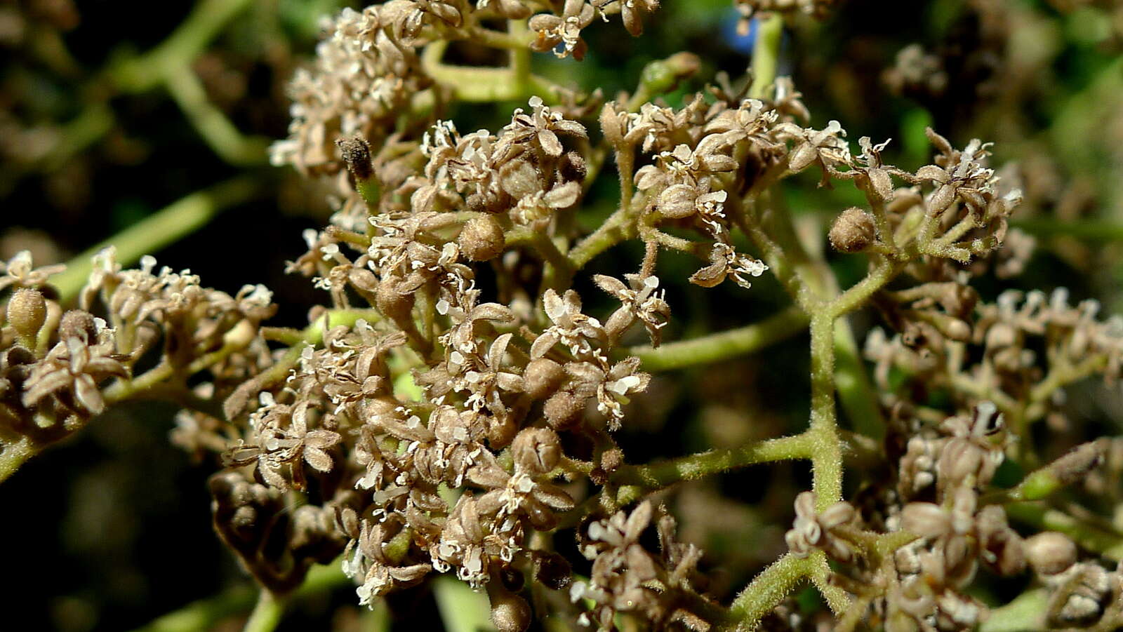 Image of propeller tree family