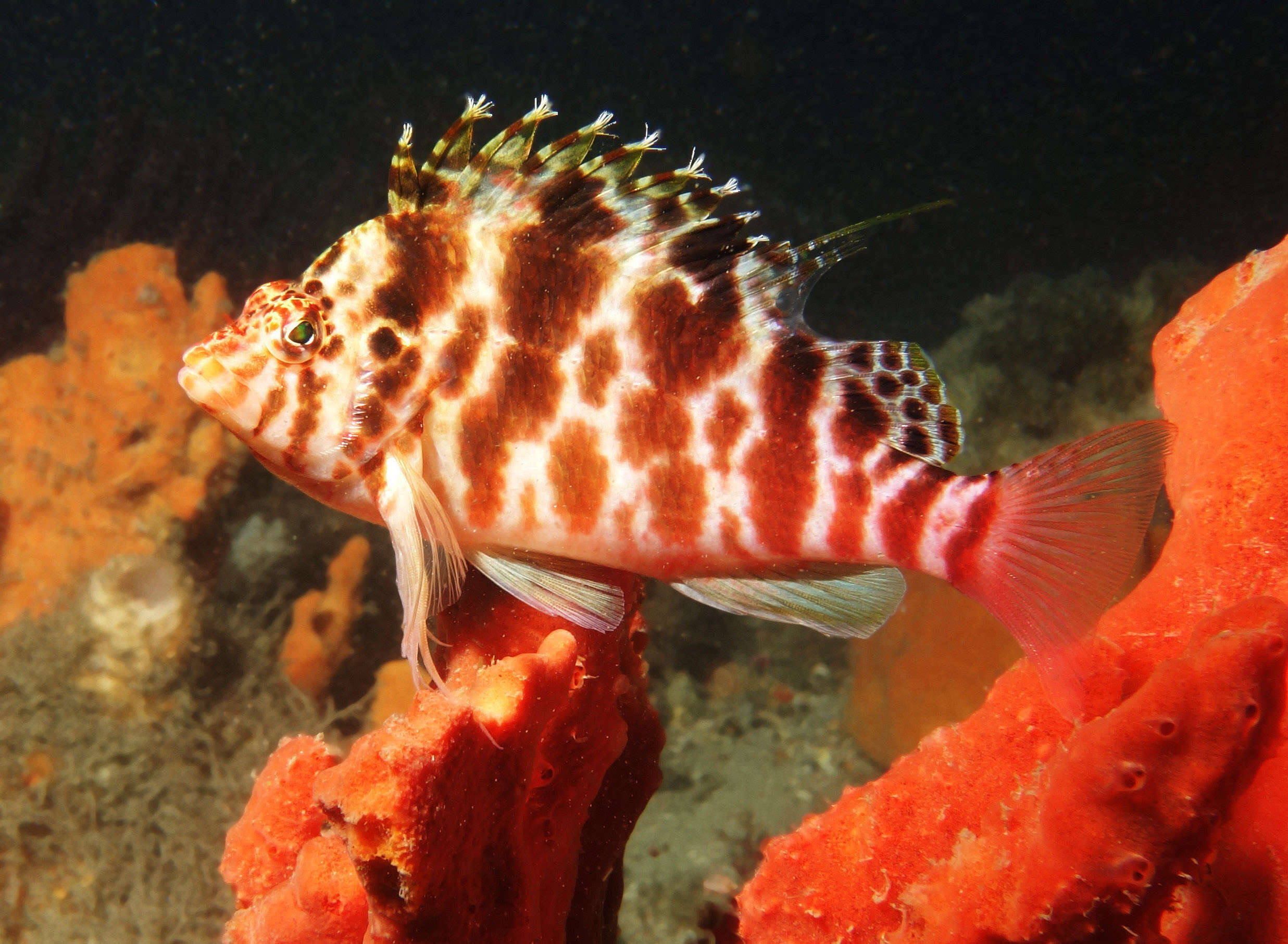 Image de Épervier à Taches Rouges