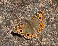 Image of Meadow Argus