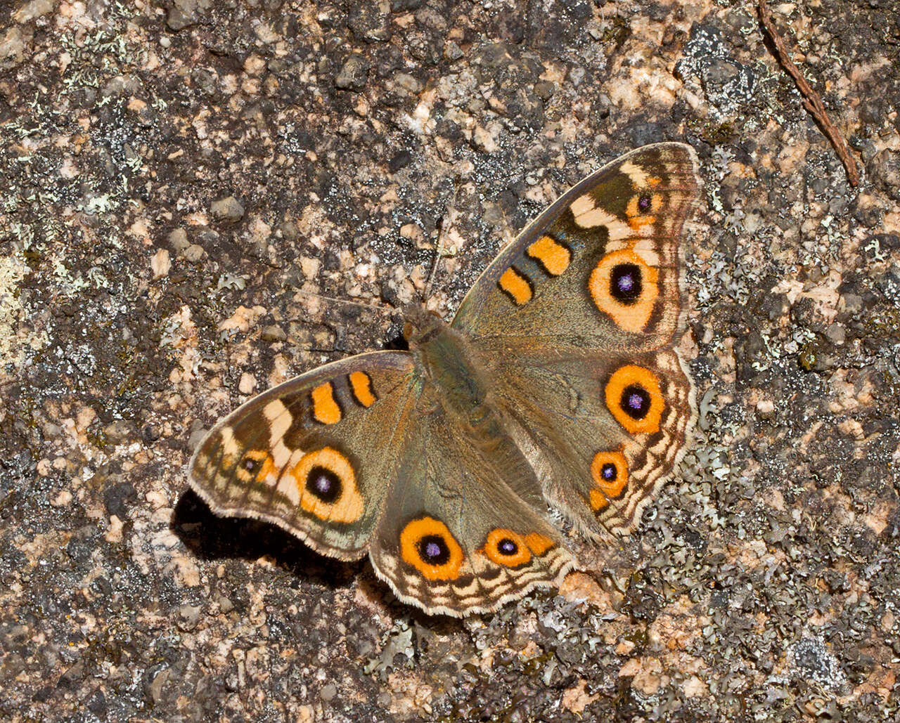 Image of Meadow Argus