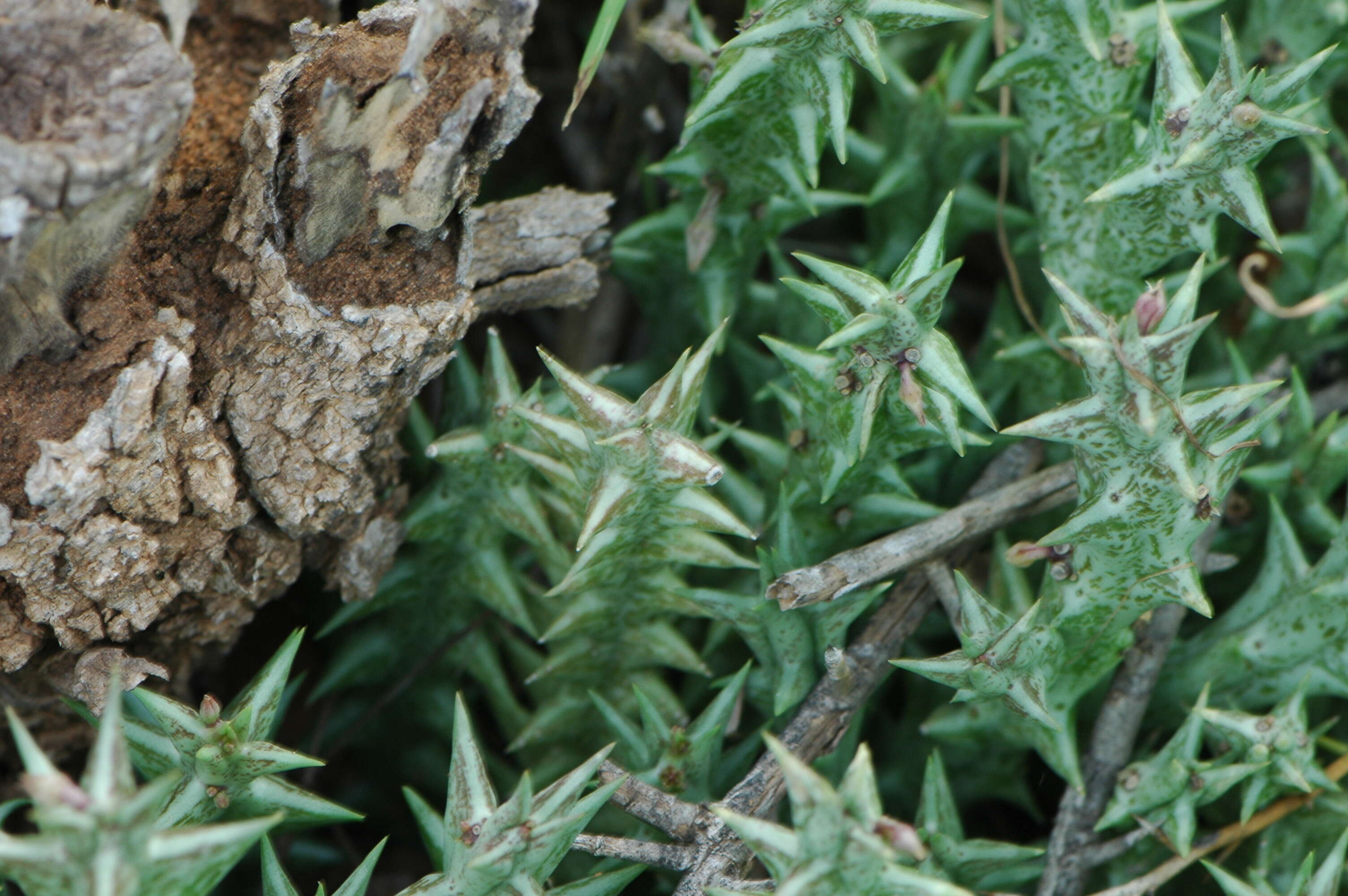 Image of Ceropegia venenosa (Maire) Bruyns