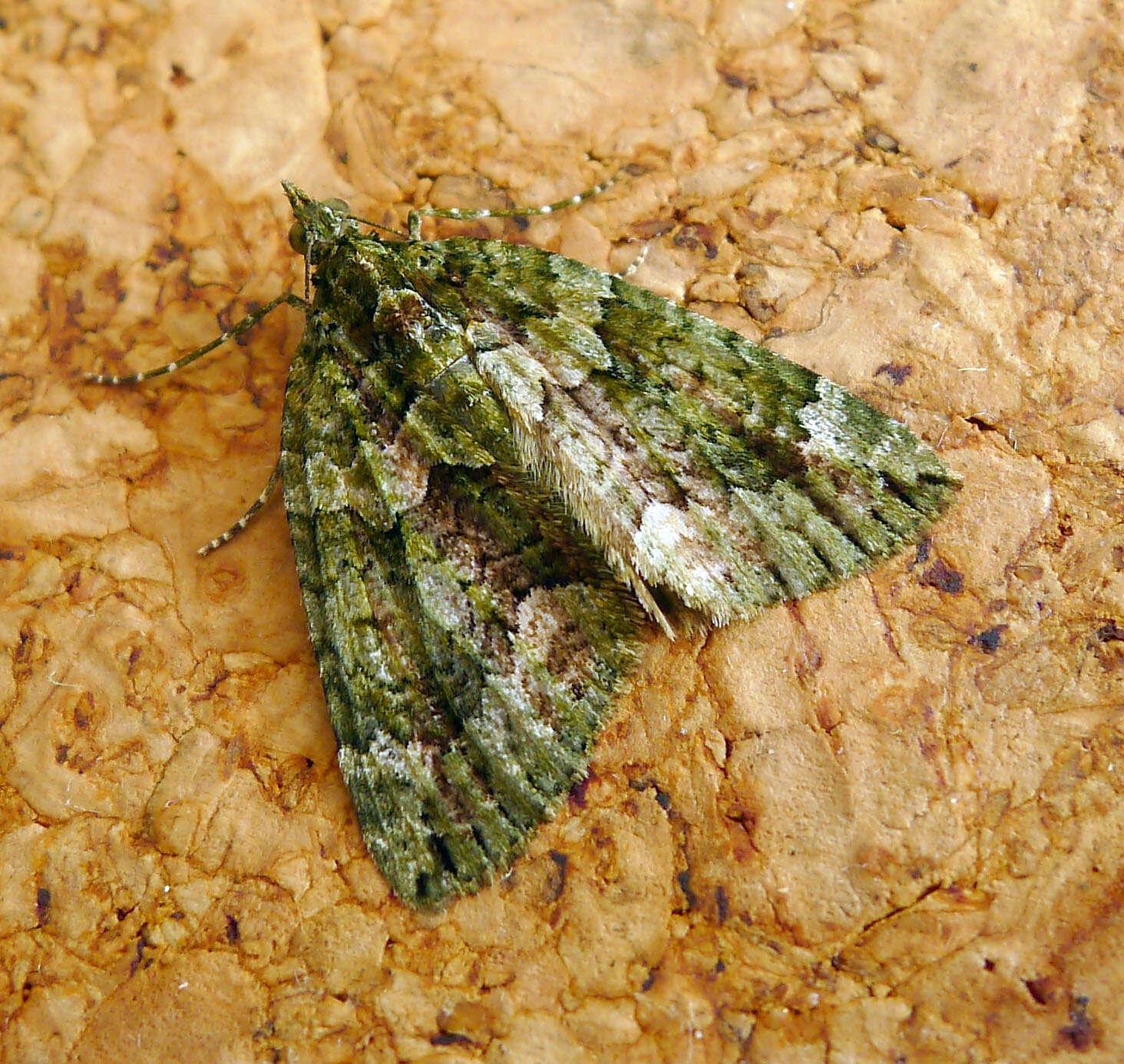 Image of Chloroclysta