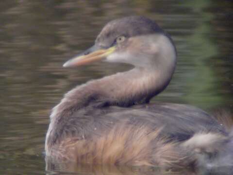 Image of Little Grebe