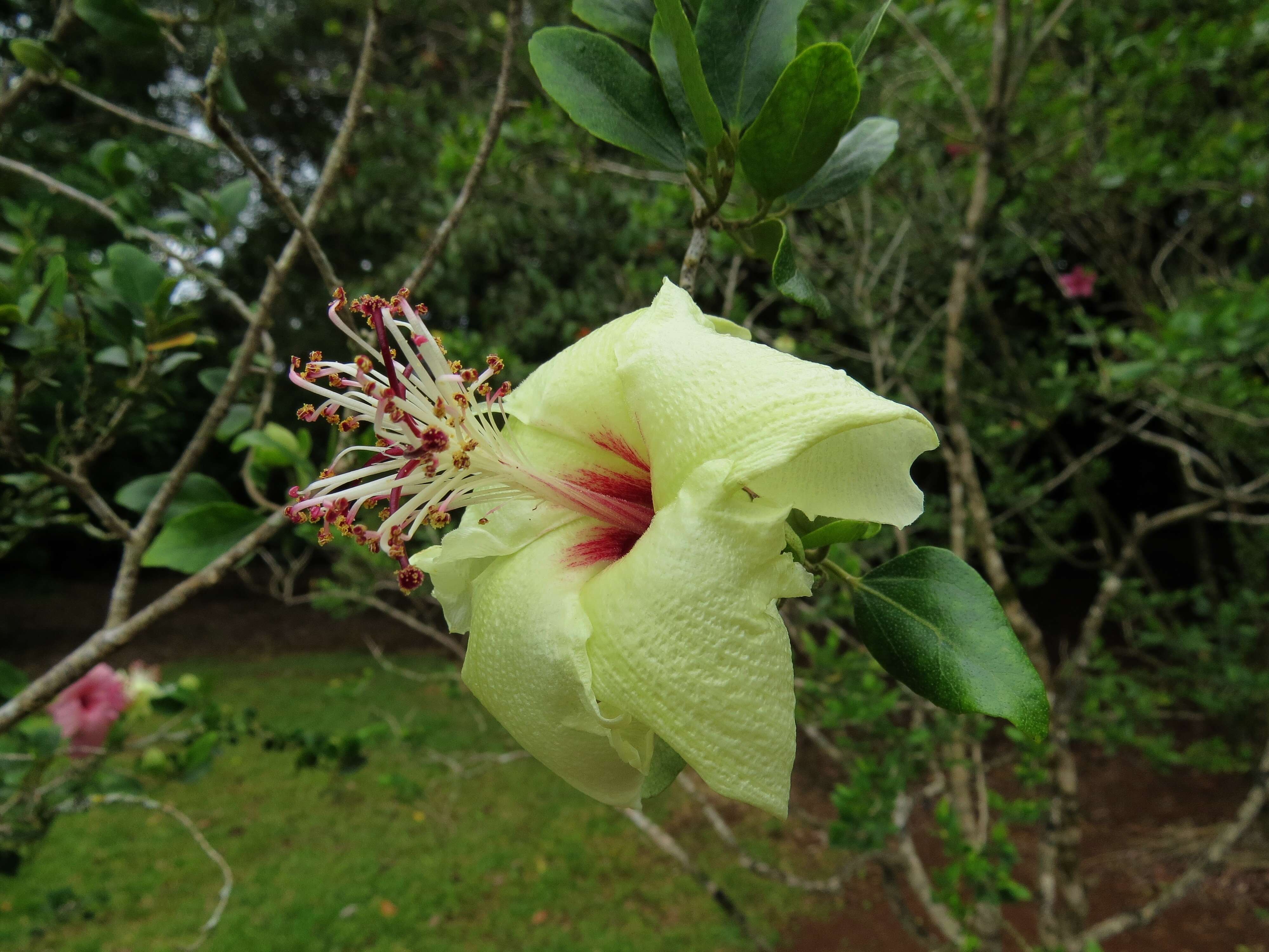 Image of Philip Island hibiscus