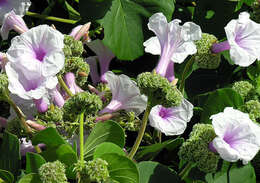 Image of Ipomoea spathulata Hall. fil.