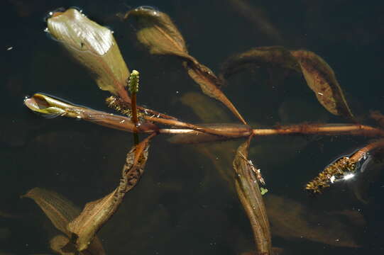 Image of alpine pondweed