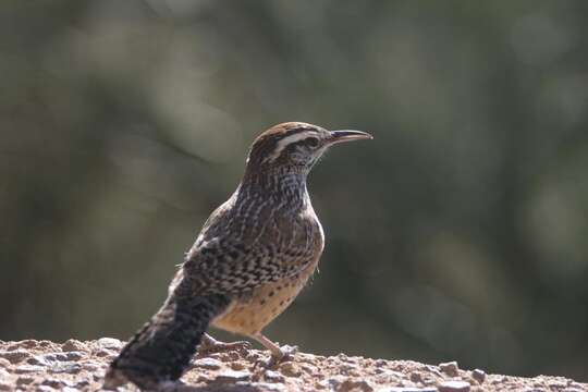 Imagem de Campylorhynchus brunneicapillus (Lafresnaye 1835)