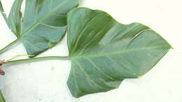 Image of shortstem philodendron