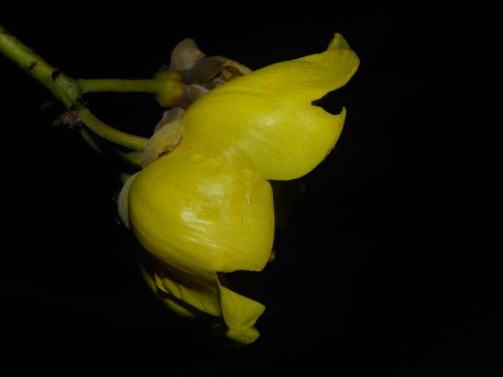 Image of cochlospermum