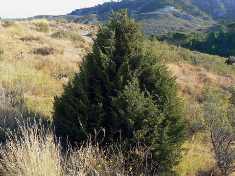 Image of Phoenician Juniper