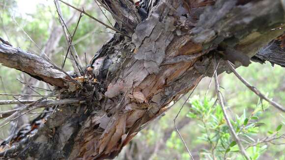 Image of Leptospermum trinervium (Smith) J. Thompson