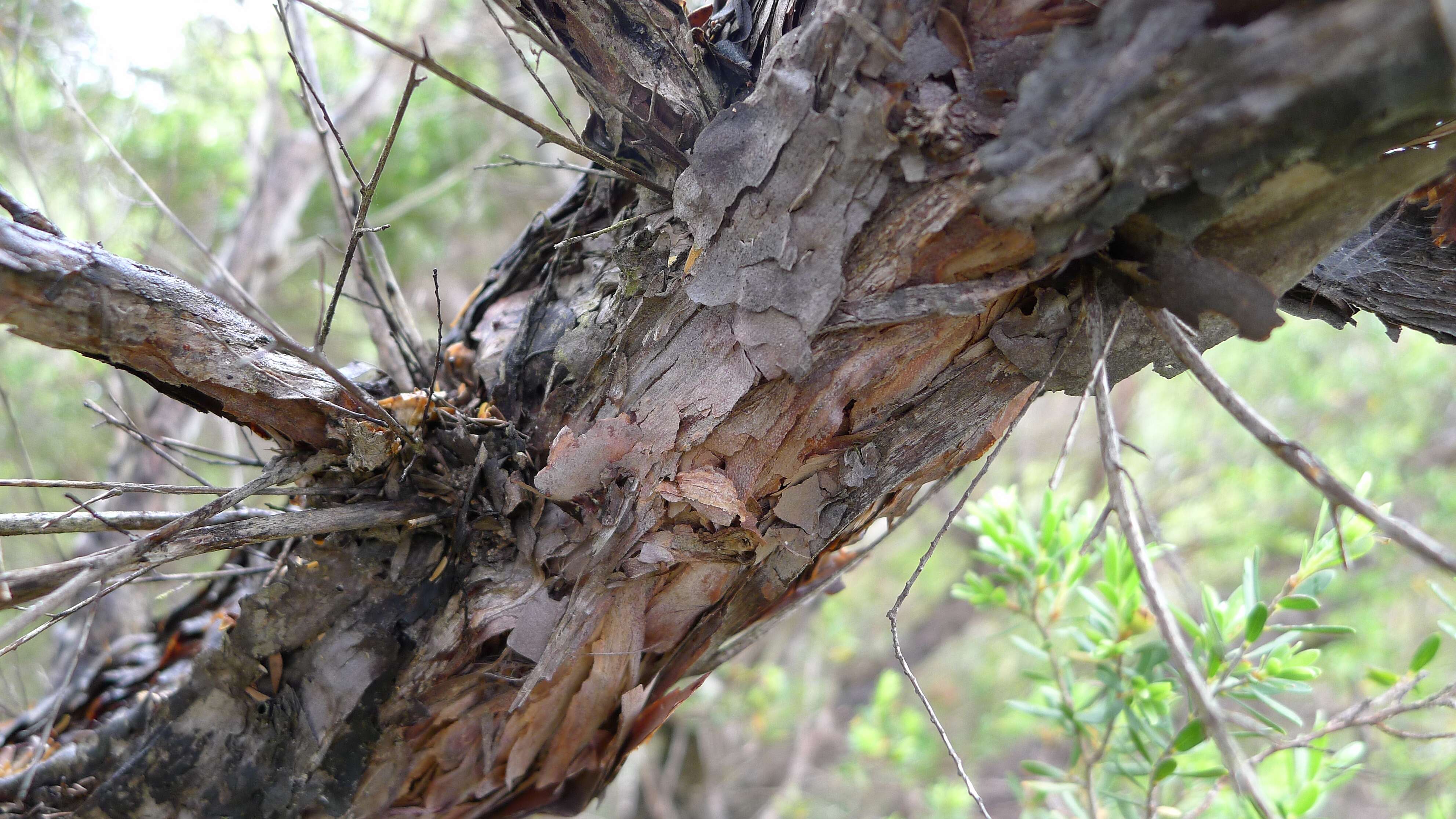 Image of Leptospermum trinervium (Smith) J. Thompson