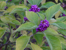 Image of Callicarpa