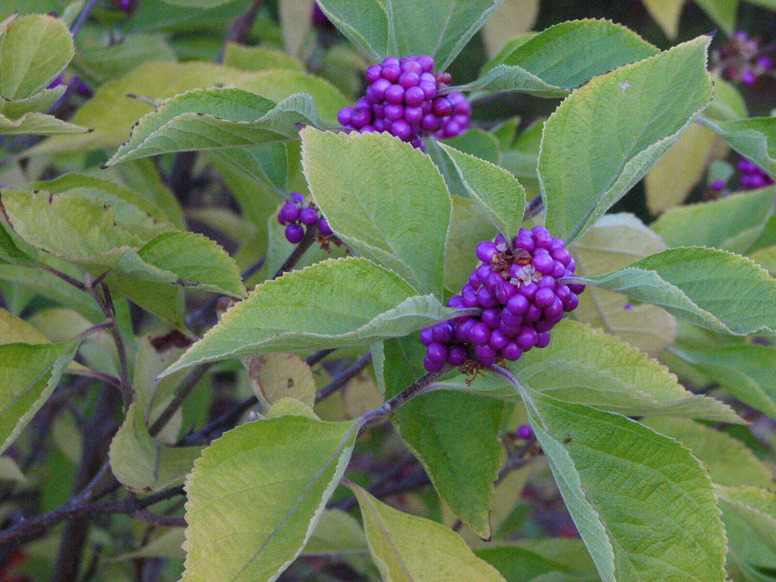 Image of American beautyberry